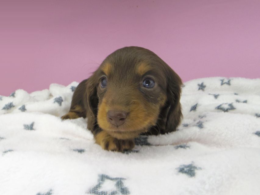 カニンヘンダックスフンド ジルcs & ブルースの子犬 チョコタン 女の子