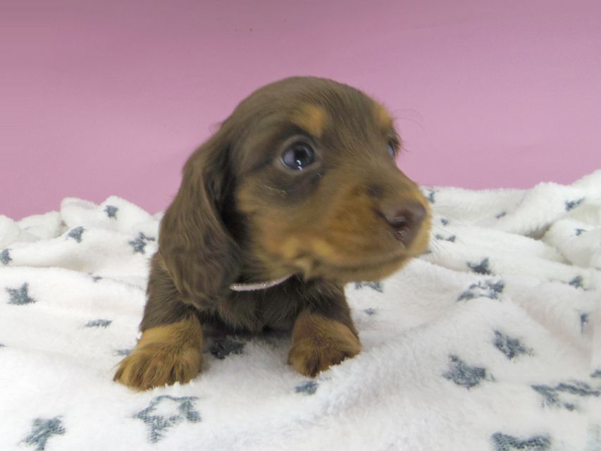 カニンヘンダックスフンド ジルcs & ブルースの子犬 チョコタン 女の子