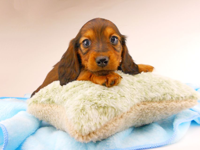 ミニチュアダックスフンド ジャジー & ジムの子犬 レッド 男の子（2）