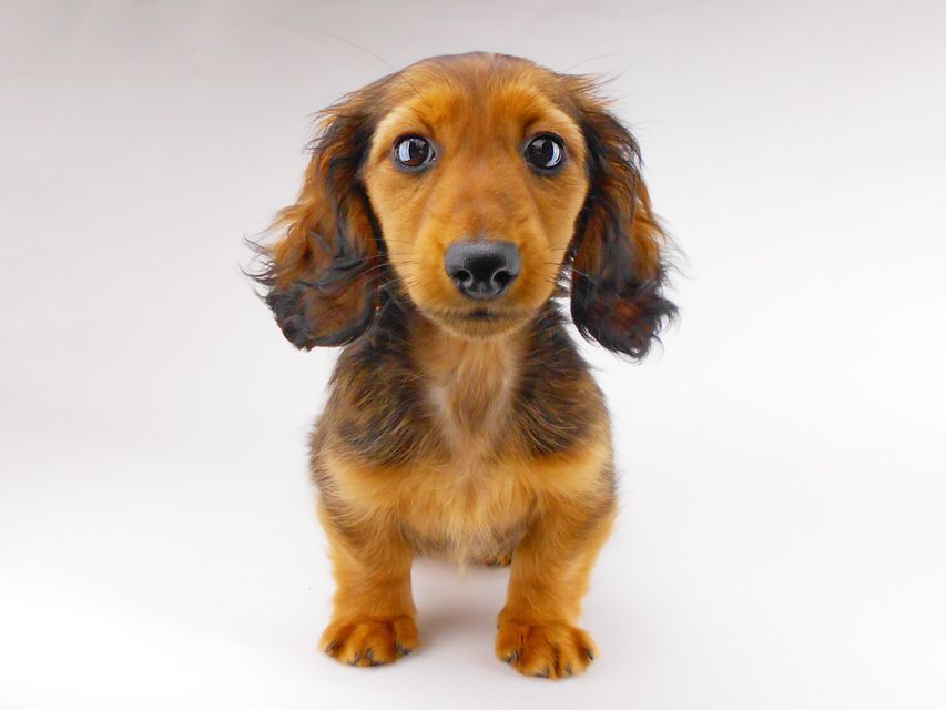 カニンヘンダックスフンド レイcs & ジャンの子犬 レッド 女の子