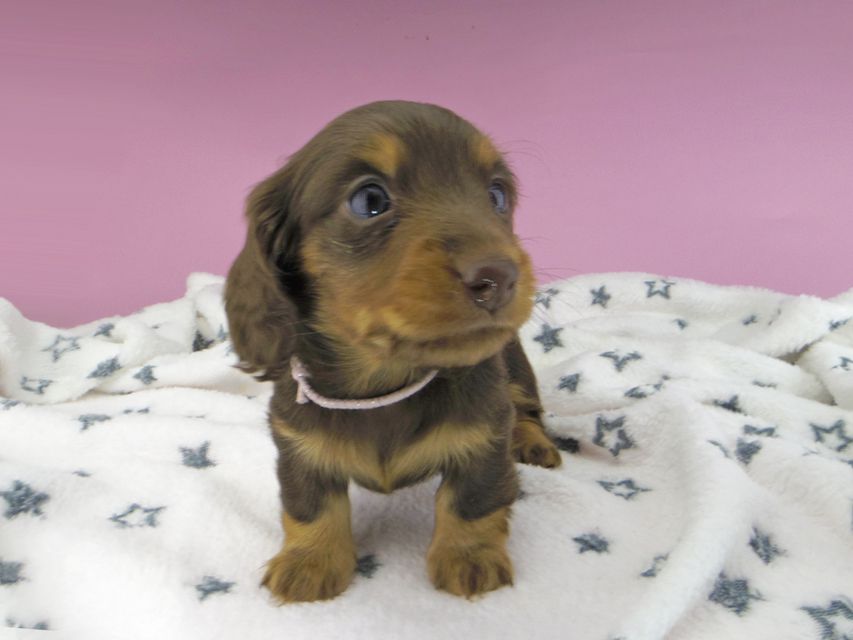 カニンヘンダックスフンド ジルcs & ブルースの子犬 チョコタン 女の子