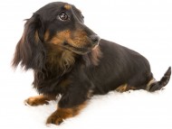 dachshund