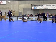 dachshund200087 dachshund200087