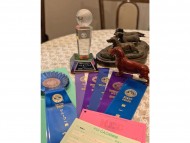 dachshund200092 dachshund200092