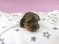 dachshund2005 dachshund2005