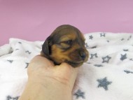 dachshund2012