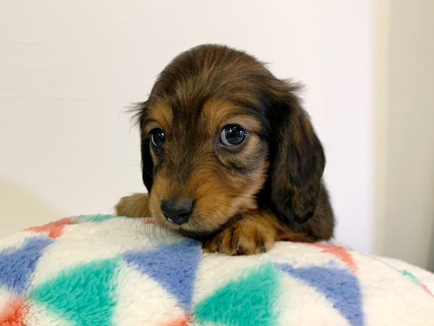 カニンヘンダックスフンド トア & プープーの子犬 レッド 女の子（2）