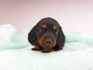 dachshund203 dachshund203