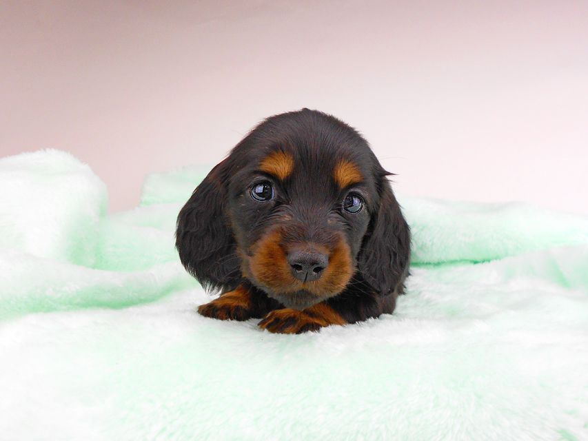 ミニチュアダックスフンド ジャジー & ジムの子犬 ブラタン 女の子dachshund203 ミニチュアダックスフンド ジャジー & ジムの子犬 ブラタン 女の子