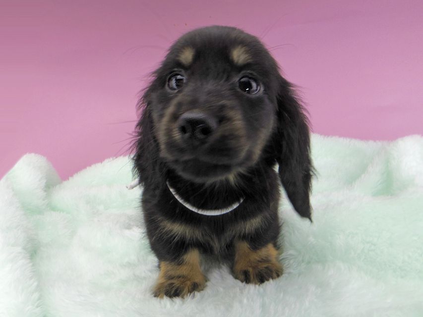 カニンヘンダックスフンド ひなプリ & ナイトの子犬 ブラックイエロー（ブラッククリーム） 男の子