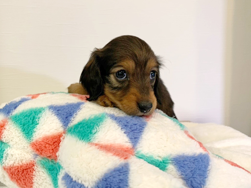 カニンヘンダックスフンド トア & プープーの子犬 レッド 女の子（2）