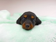 dachshund204 dachshund204