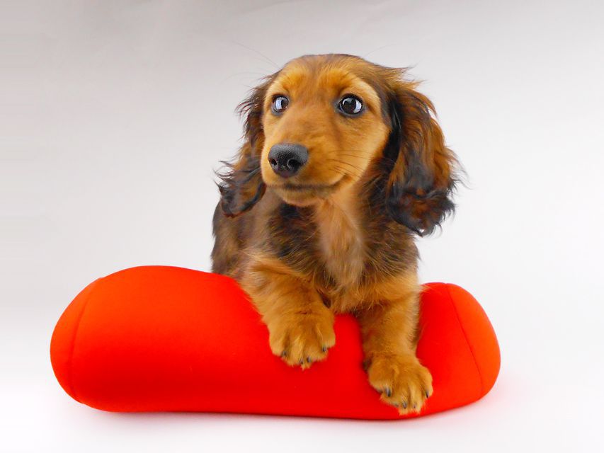 カニンヘンダックスフンド レイcs & ジャンの子犬 レッド 女の子