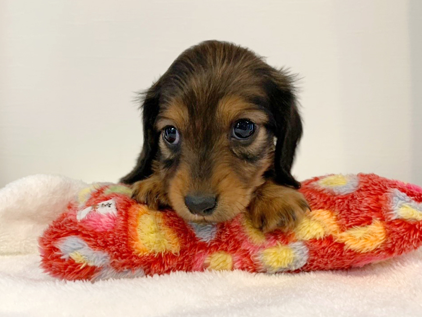 カニンヘンダックスフンド トア & プープーの子犬 レッド 女の子（2）