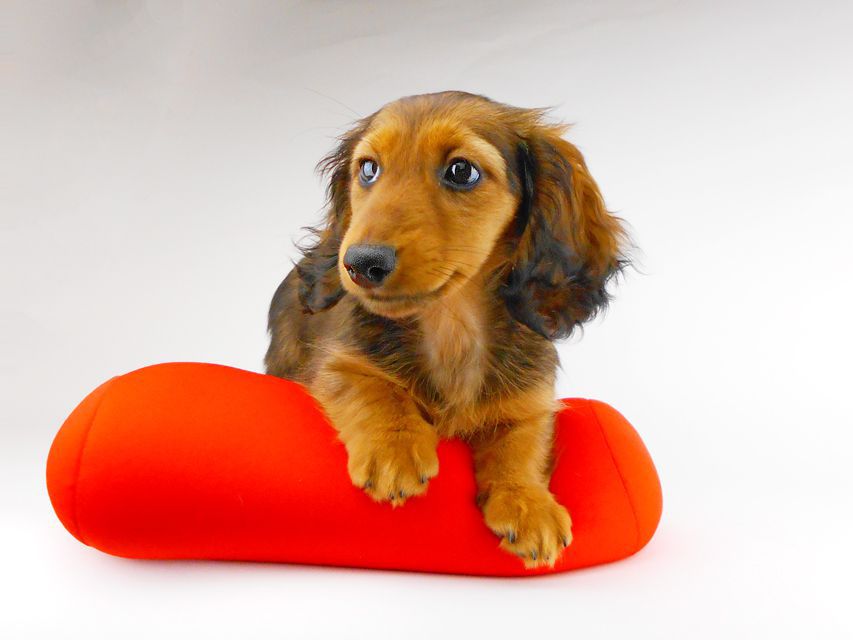 カニンヘンダックスフンド レイcs & ジャンの子犬 レッド 女の子