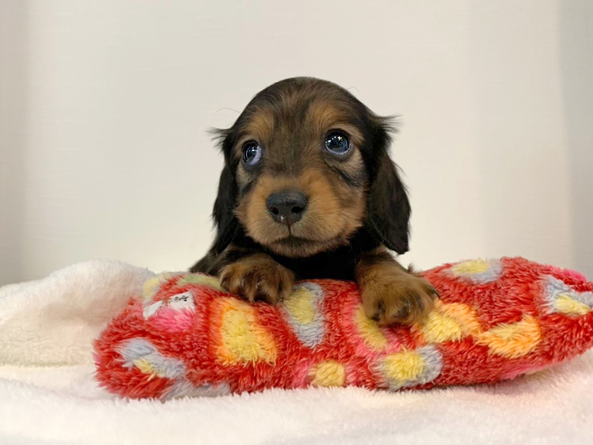 カニンヘンダックスフンド トア & プープーの子犬 レッド 女の子（2）