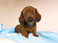 dachshund207