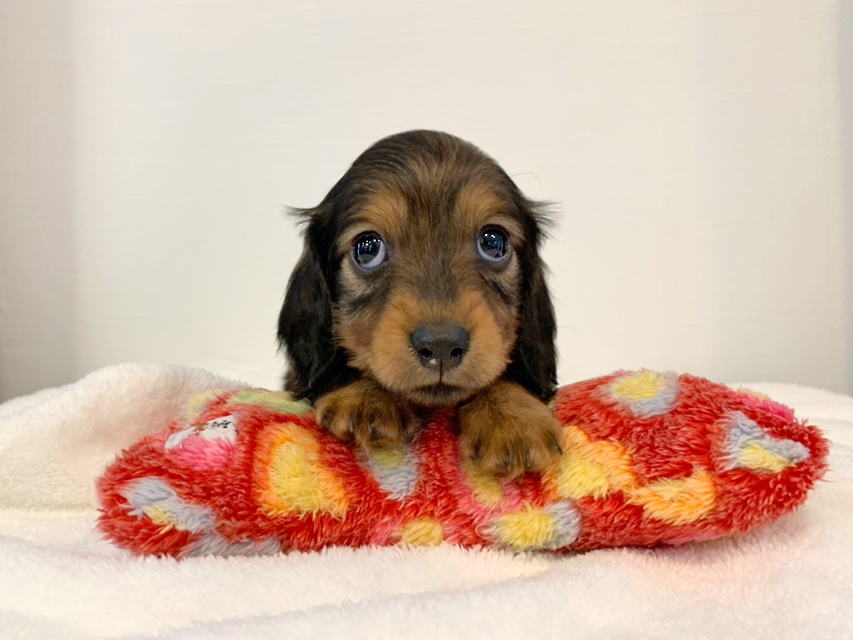 カニンヘンダックスフンド トア & プープーの子犬 レッド 女の子（2）