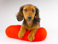dachshund208