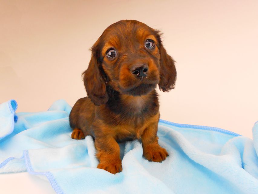 ミニチュアダックスフンド ジャジー & ジムの子犬 レッド 男の子（3）