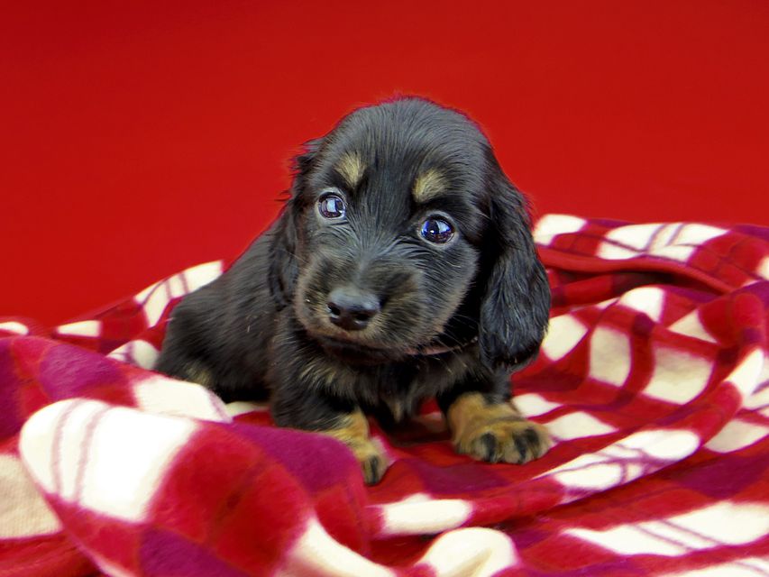 カニンヘンダックスフンド ひなプリ & ナイトの子犬 ブラックイエロー（ブラッククリーム） 男の子