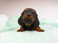 dachshund211