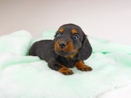 dachshund214