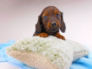 dachshund214 dachshund214