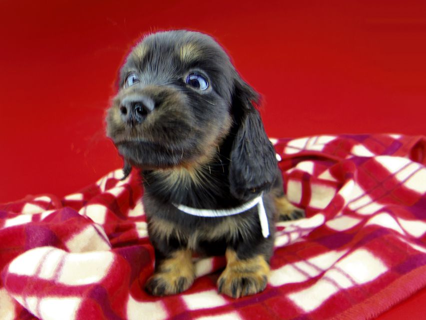 カニンヘンダックスフンド ひなプリ & ナイトの子犬 ブラックイエロー（ブラッククリーム） 男の子