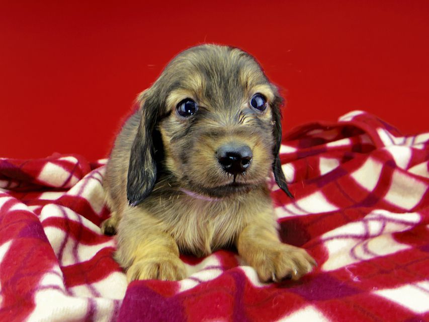 カニンヘンダックスフンド ひなプリ & ナイトの子犬 イエロー(クリーム) 男の子(1)dachshund220 カニンヘンダックスフンド ひなプリ & ナイトの子犬 イエロー(クリーム) 男の子(1)