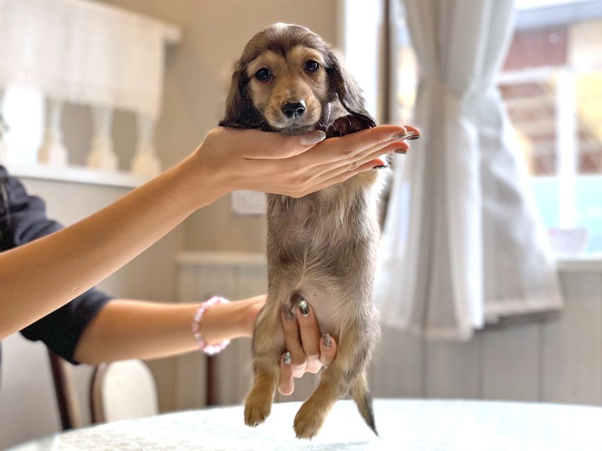 カニンヘンダックスフンド ひなプリ & ナイトの子犬 イエロー(クリーム) 男の子(2)dachshund22130 カニンヘンダックスフンド ひなプリ & ナイトの子犬 イエロー(クリーム) 男の子(2)