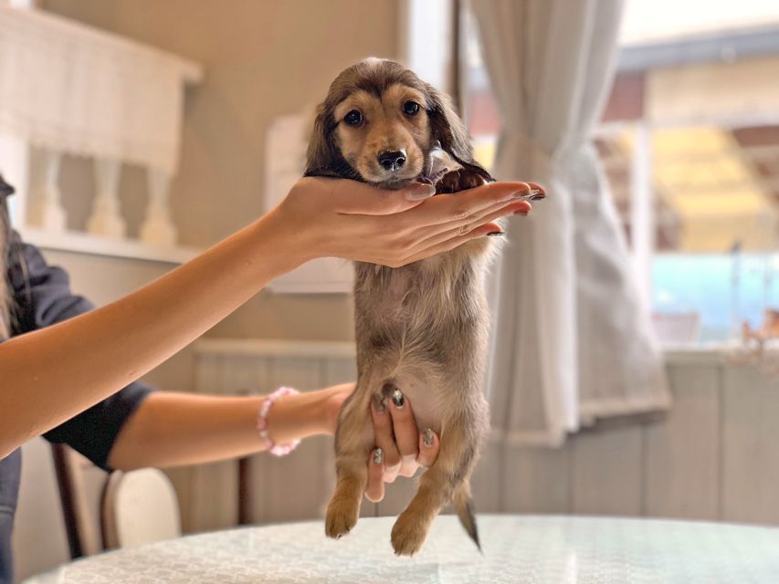 カニンヘンダックスフンド ひなプリ & ナイトの子犬 イエロー(クリーム) 男の子(2)dachshund22131 カニンヘンダックスフンド ひなプリ & ナイトの子犬 イエロー(クリーム) 男の子(2)