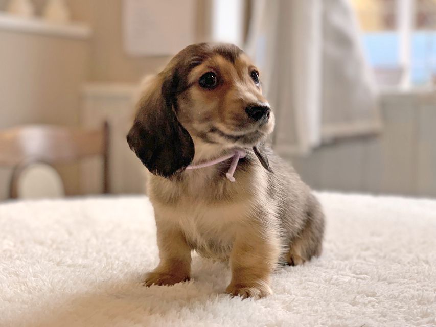 カニンヘンダックスフンド ひなプリ & ナイトの子犬 イエロー(クリーム) 男の子(2)dachshund22141 カニンヘンダックスフンド ひなプリ & ナイトの子犬 イエロー(クリーム) 男の子(2)