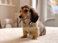 dachshund22142 dachshund22142