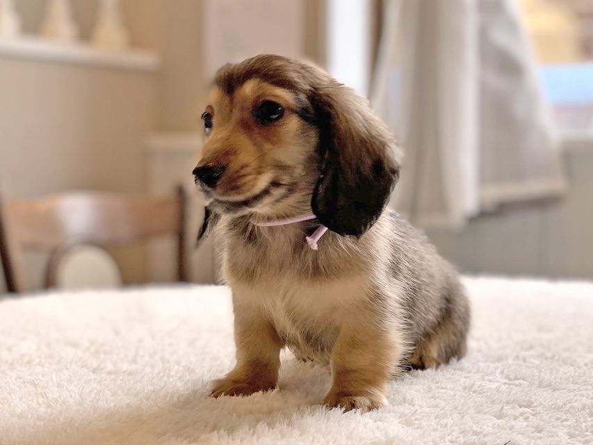 カニンヘンダックスフンド ひなプリ & ナイトの子犬 イエロー(クリーム) 男の子(2)dachshund22142 カニンヘンダックスフンド ひなプリ & ナイトの子犬 イエロー(クリーム) 男の子(2)