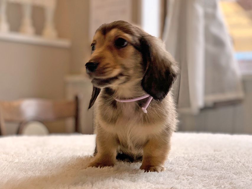 カニンヘンダックスフンド ひなプリ & ナイトの子犬 イエロー(クリーム) 男の子(2)dachshund22145 カニンヘンダックスフンド ひなプリ & ナイトの子犬 イエロー(クリーム) 男の子(2)