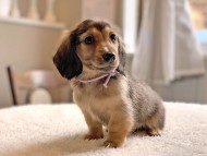 dachshund22147 dachshund22147