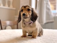 dachshund22150 dachshund22150