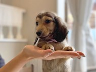 dachshund22186 dachshund22186