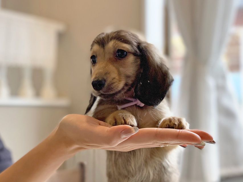 カニンヘンダックスフンド ひなプリ & ナイトの子犬 イエロー(クリーム) 男の子(2)dachshund22186 カニンヘンダックスフンド ひなプリ & ナイトの子犬 イエロー(クリーム) 男の子(2)