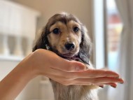 dachshund22196 dachshund22196