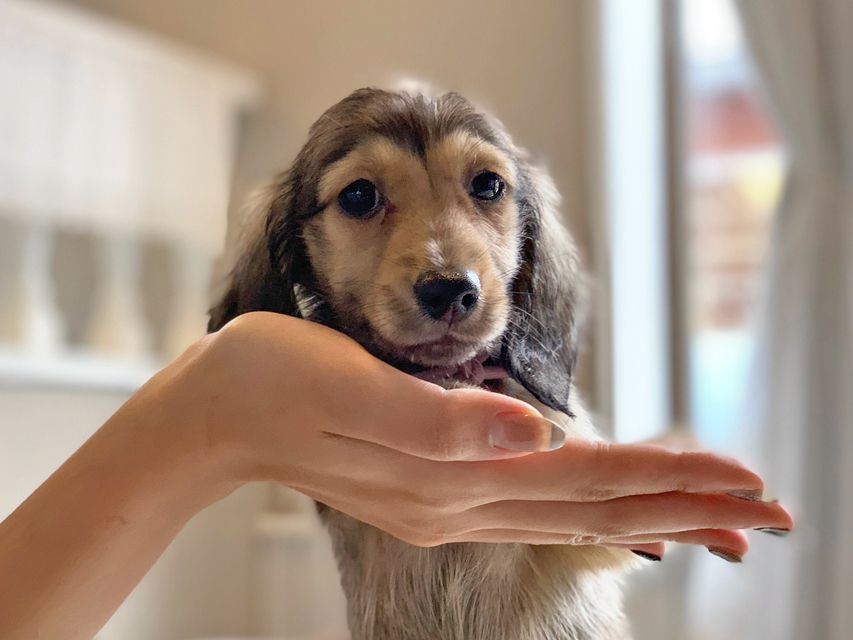 カニンヘンダックスフンド ひなプリ & ナイトの子犬 イエロー(クリーム) 男の子(2)dachshund22196 カニンヘンダックスフンド ひなプリ & ナイトの子犬 イエロー(クリーム) 男の子(2)