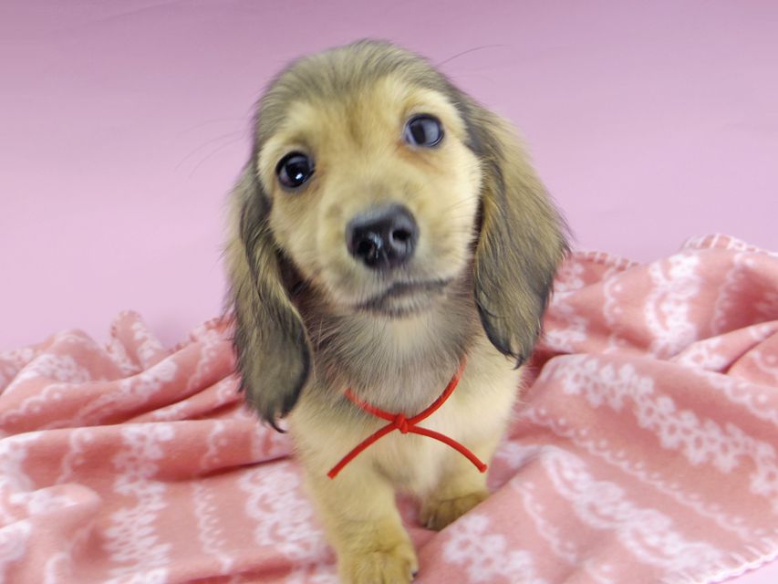 ひなプリ & ナイトの子犬 イエロー（クリーム） 女の子