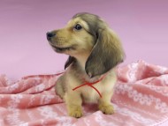 dachshund2304