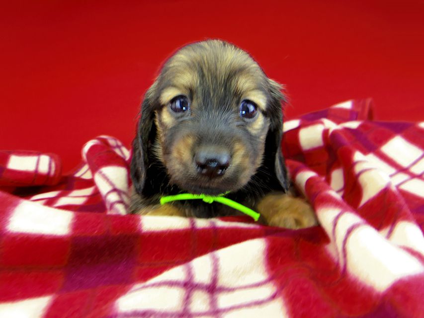 カニンヘンダックスフンド ひなプリ & ナイトの子犬 イエロー（クリーム） 男の子（2）