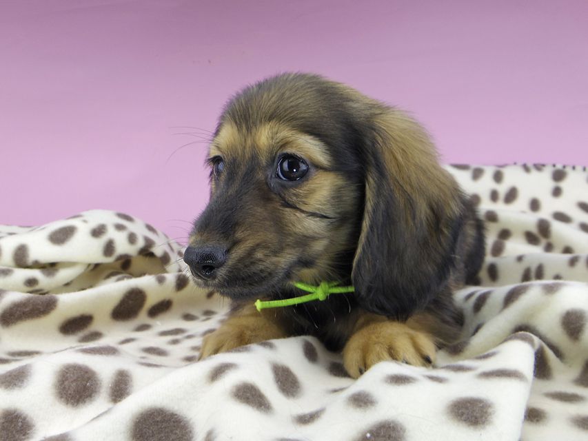 カニンヘンダックスフンド ひなプリ & ナイトの子犬 イエロー（クリーム） 男の子（1）