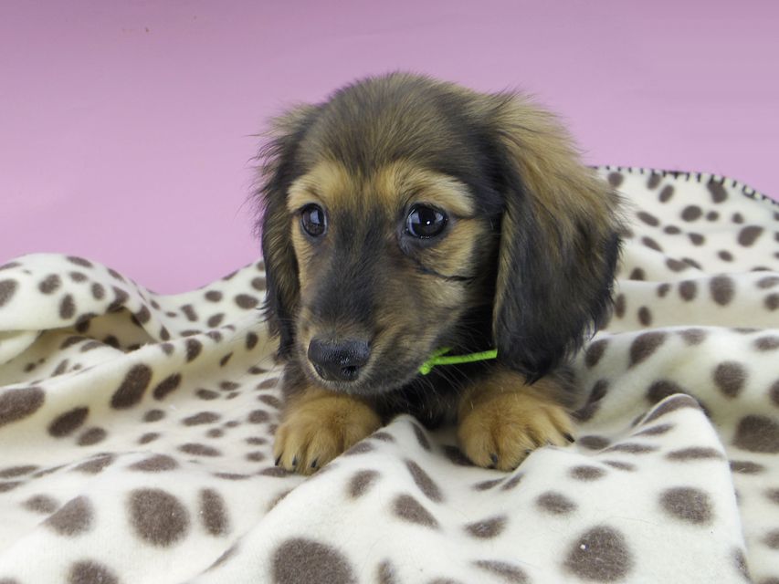 カニンヘンダックスフンド ひなプリ & ナイトの子犬 イエロー（クリーム） 男の子（1）