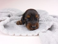 dachshund234 dachshund234