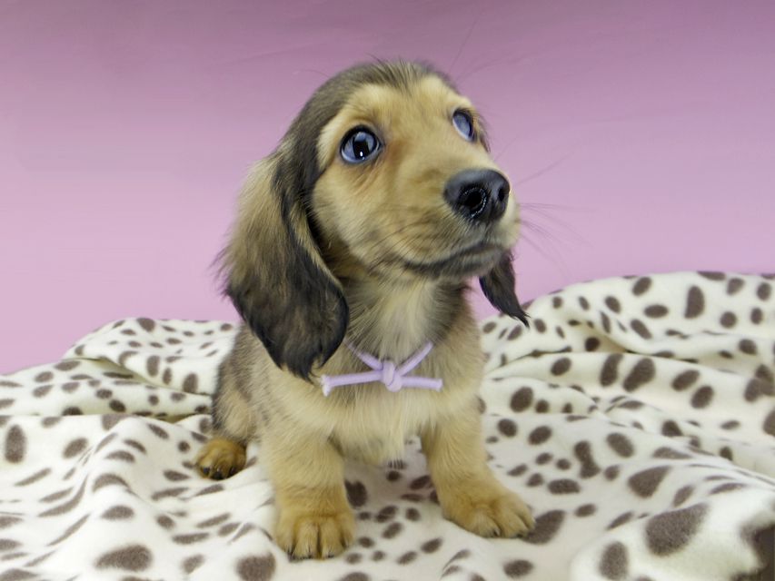 カニンヘンダックスフンド ひなプリ & ナイトの子犬 イエロー（クリーム） 男の子（2）