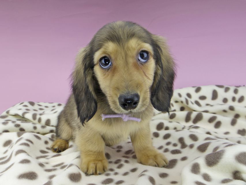 カニンヘンダックスフンド ひなプリ & ナイトの子犬 イエロー（クリーム） 男の子（2）